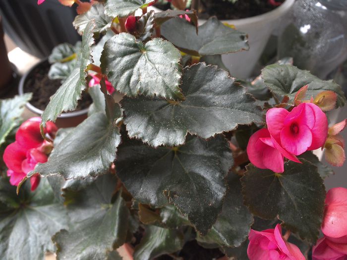 WIN_20150714_130936 - begonia