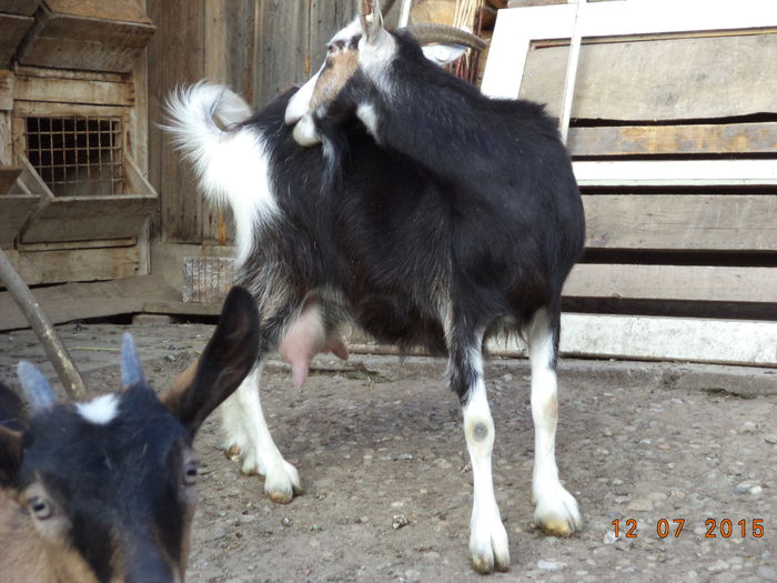 Steluta la a doua fatare-iulie