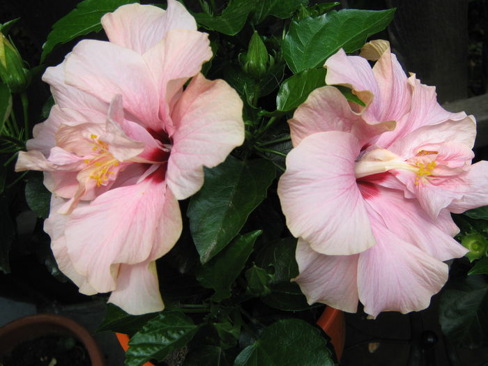 Picture My plants 4273 - Hibiscus Classic Pink