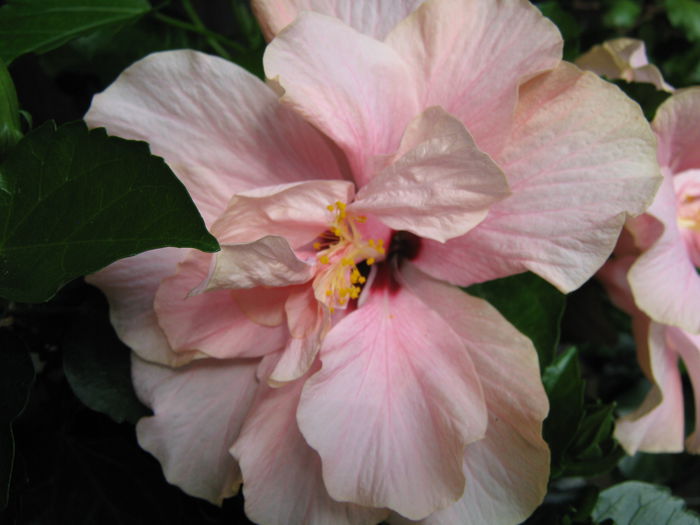Picture My plants 4274 - Hibiscus Classic Pink