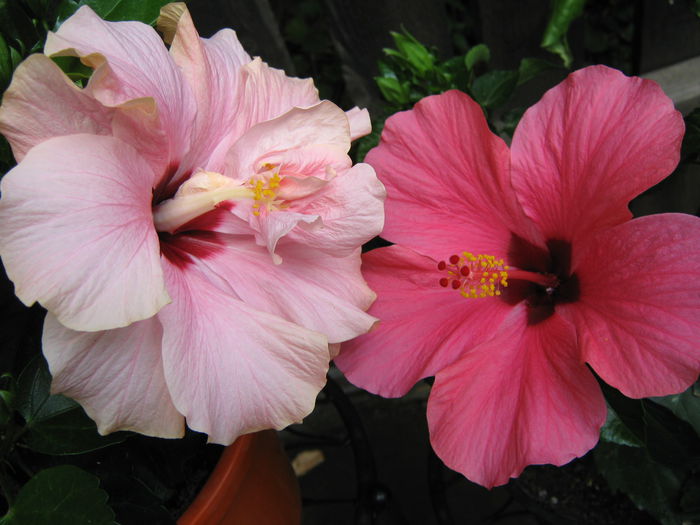 Picture My plants 4277 - Hibiscus Classic Pink