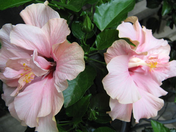 Picture My plants 4279 - Hibiscus Classic Pink