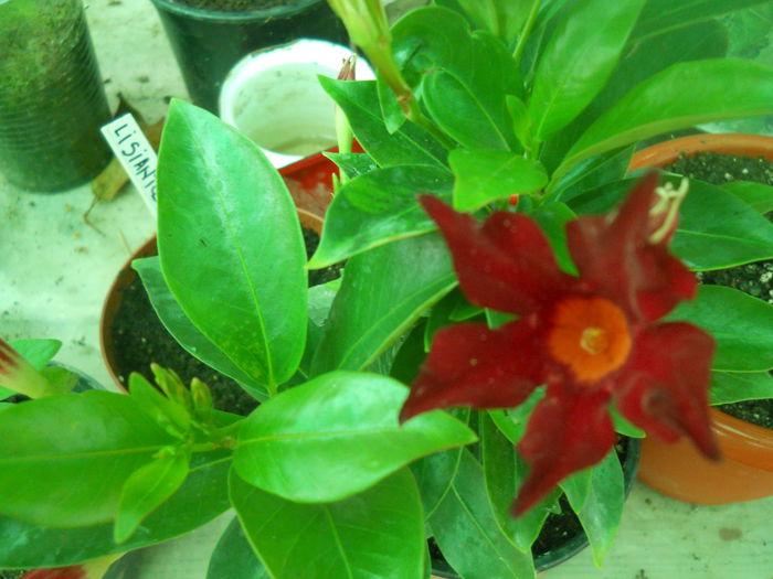 DSCN8252 - A43 VARA 2015