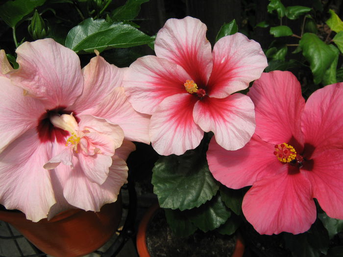 Picture My plants 4285 - Hibiscus Classic Pink