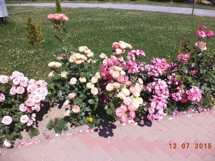 Trandafiri care mai de care