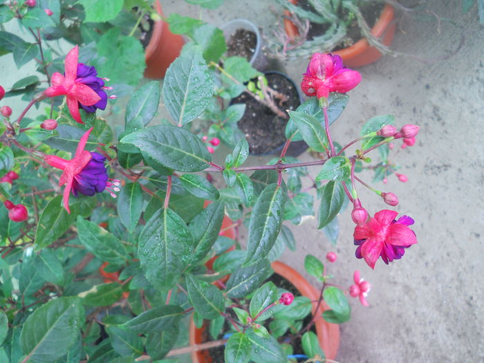 DSCN8257 - A43 VARA 2015