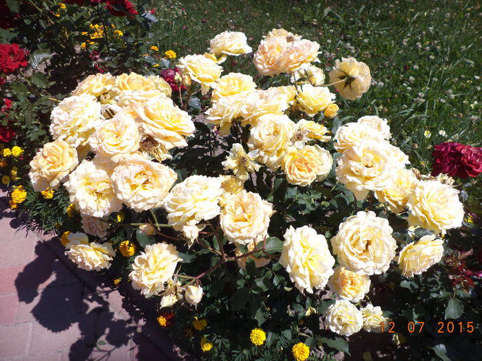 Trandafiri galbeni frumosi