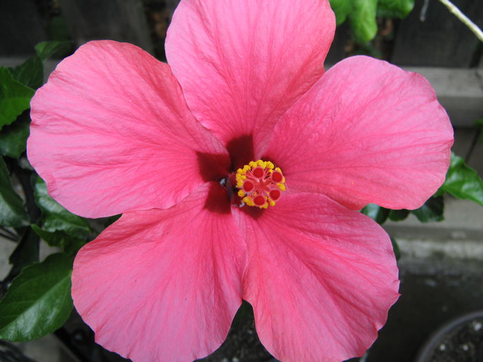 Picture My plants 4281 - HIBISCUSI 2015