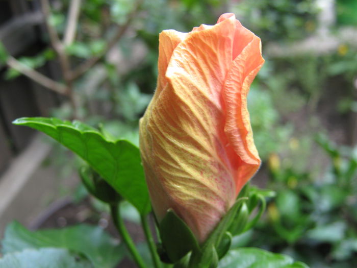 Picture My plants 4282 - HIBISCUSI 2015