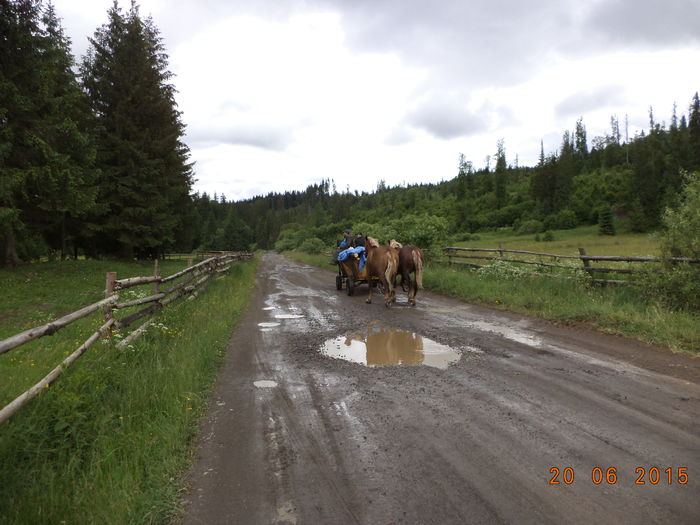 Trece o caruta cu cai frumosi