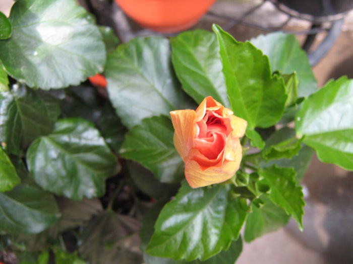 Picture My plants 4288 - HIBISCUSI 2015