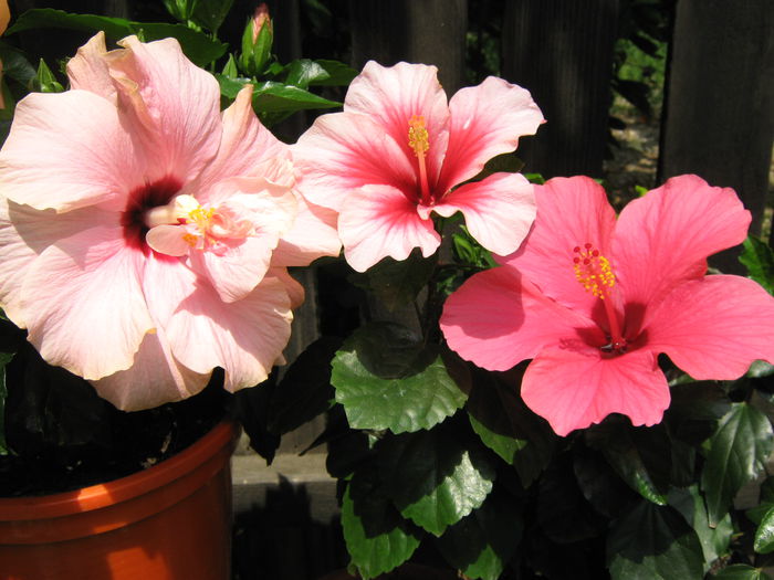 Picture My plants 4290 - HIBISCUSI 2015