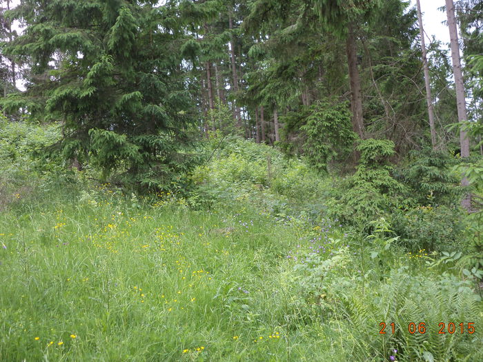 Un loc cu zmeurus - POZE FRUMOASE CU DE TOATE