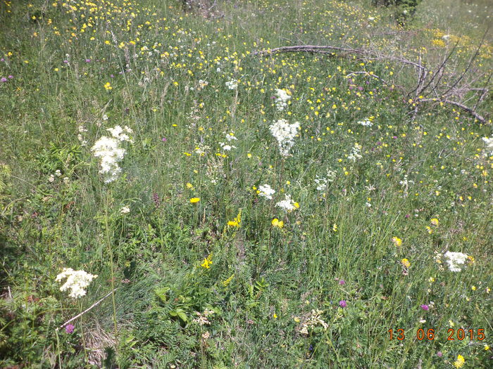 Varietate de flori multe