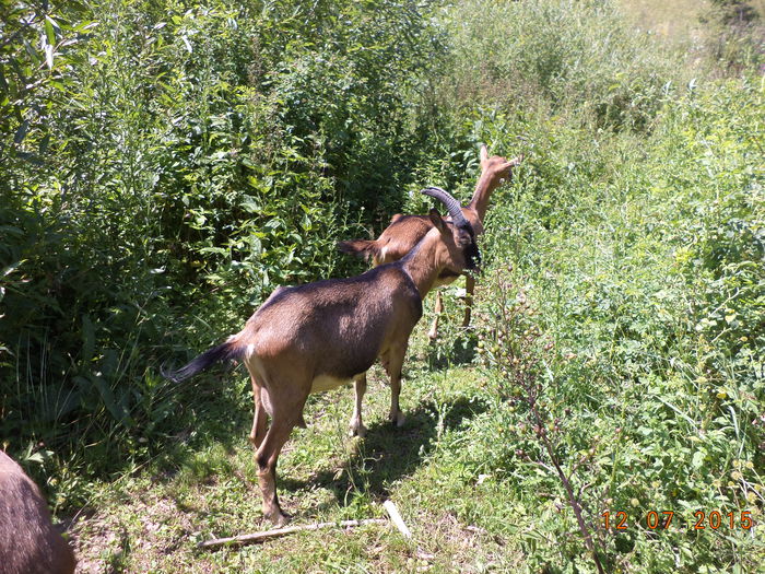 Verdeata pentru toti