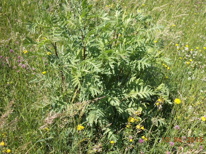 Vetrice planta vermifuga