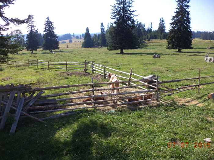 Viteii in ocolul lor