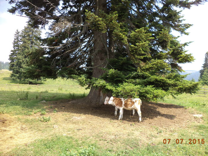 Viteii la stana sub brazii albi