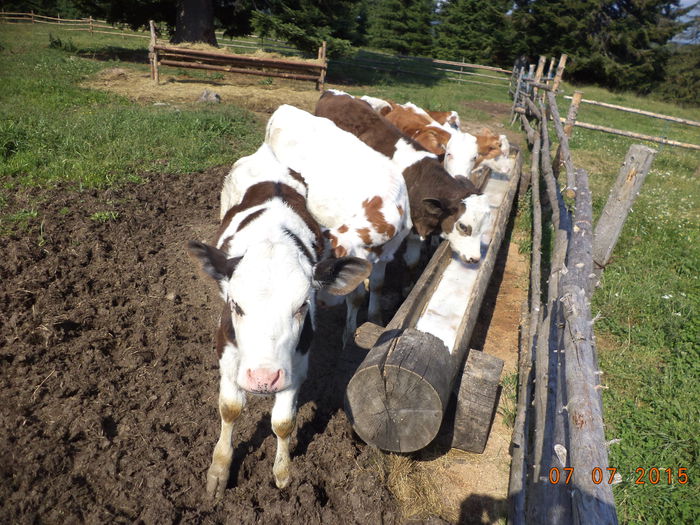 Viteii la zer-1 - POZE FRUMOASE CU DE TOATE