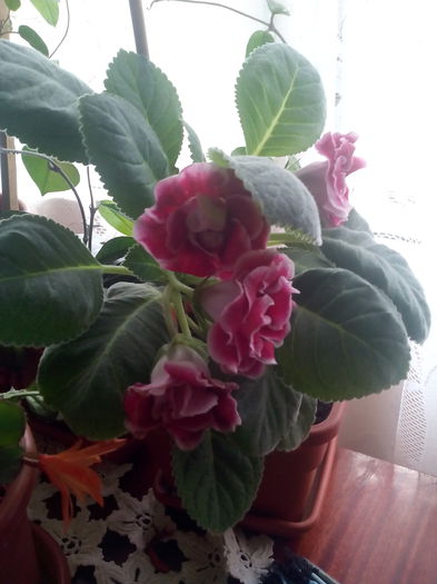 Gloxinia