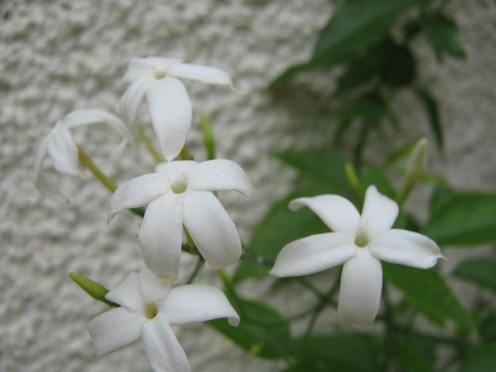 Picture My plants 4293 - Jasmin Azoricum