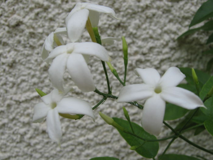 Picture My plants 4294 - Jasmin Azoricum