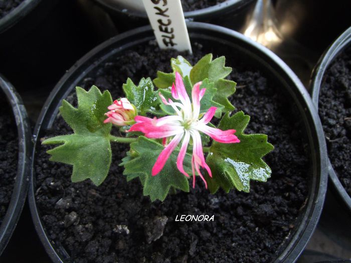 stellar flecks-pierduta