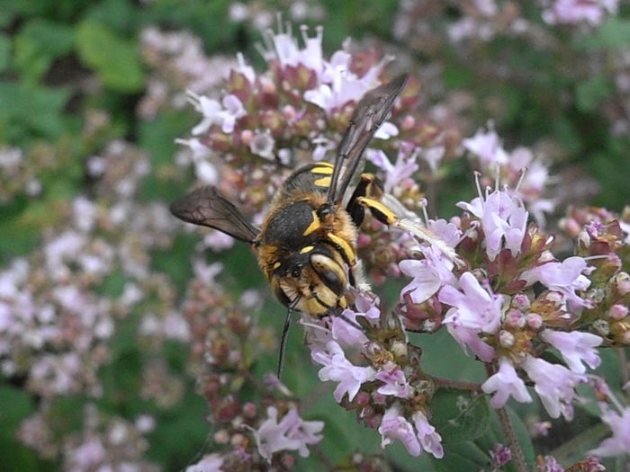 P6300135