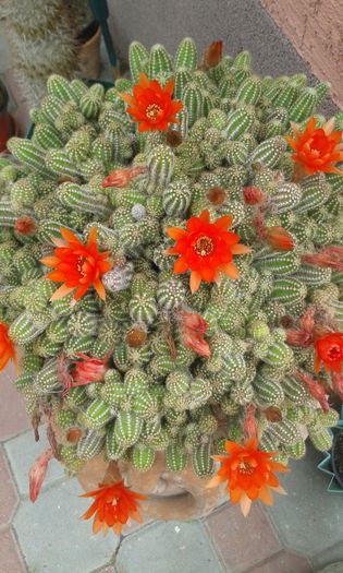 20150617_110719 - cactusi si suculente