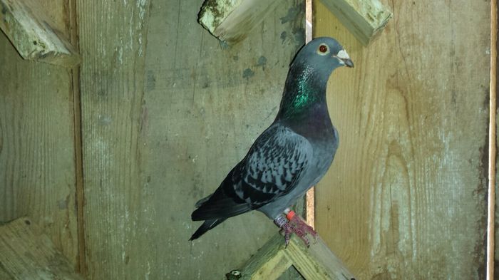 image; Femela ro 2007.
