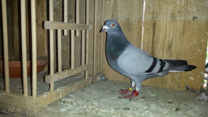 image; Mascul belgian 2012.
