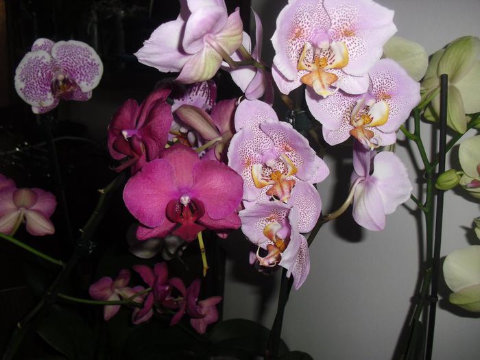 CIMG6182 - Orhidee