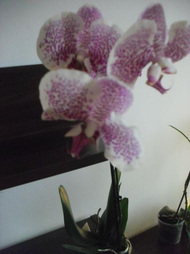 CIMG5479 - Orhidee
