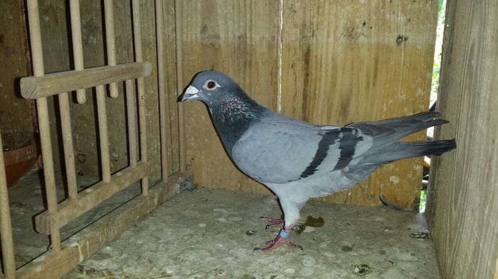 image; Mascul ro 2012
