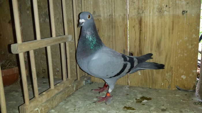 image; Femela belg 2012
