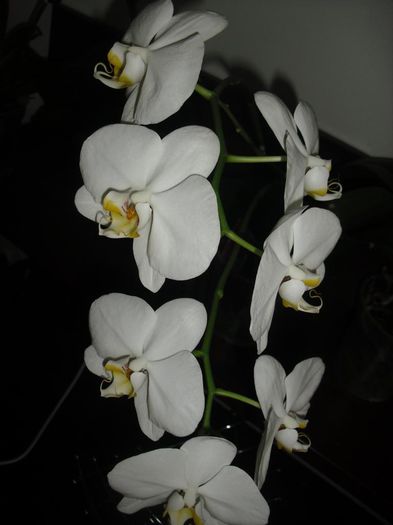 CIMG6186 - Orhidee