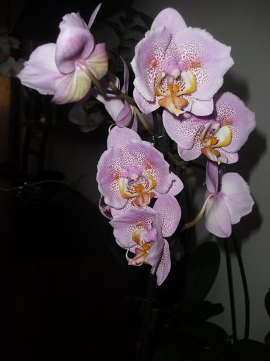 CIMG6188 - Orhidee