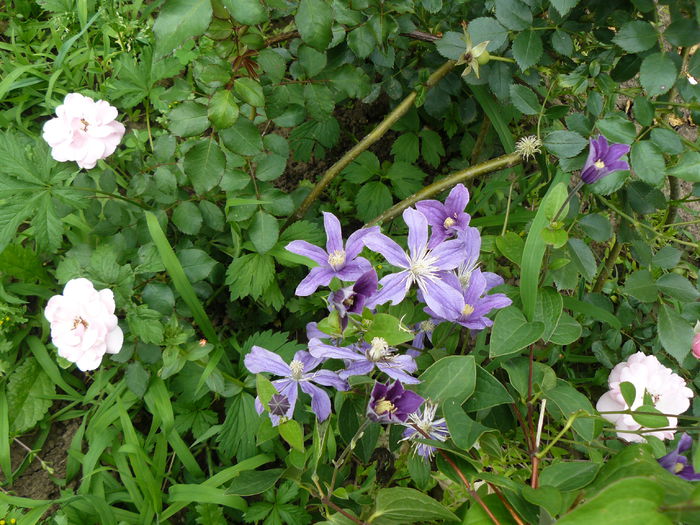 Arabela - Gradina rozelor Iulie 2015