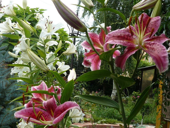 Stargazer - Gradina rozelor Iulie 2015