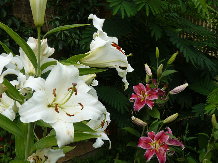 Casablanca - Gradina rozelor Iulie 2015