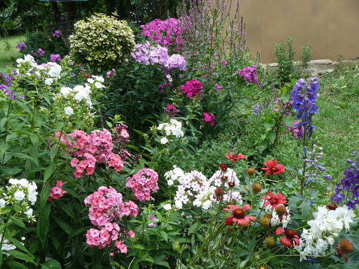 P1220969 - Gradina rozelor Iulie 2015