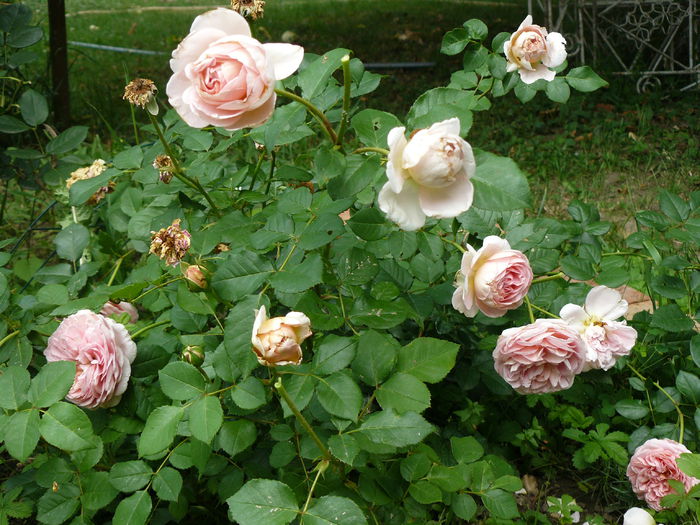 Abraham - Gradina rozelor Iulie 2015