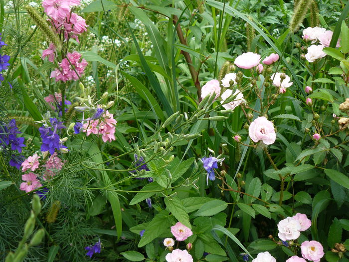 Heavenly Pink pierdut prin balarii