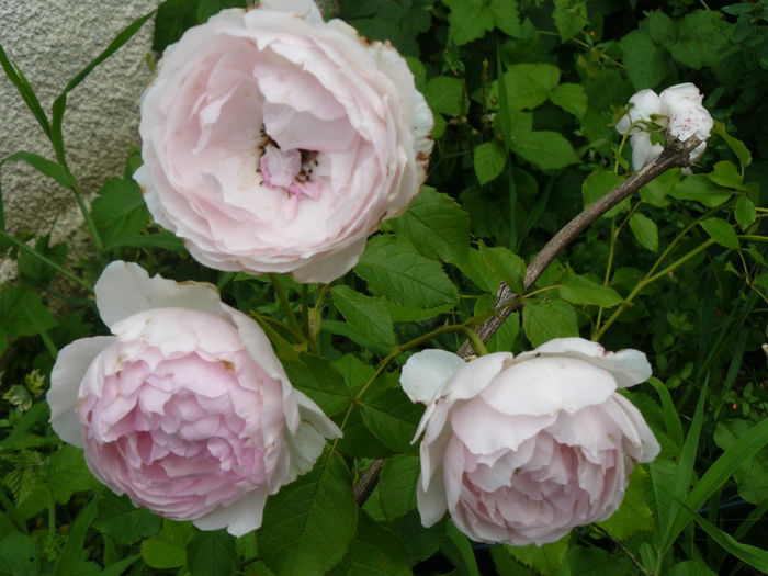 Micul Wedgwood from Sanflora