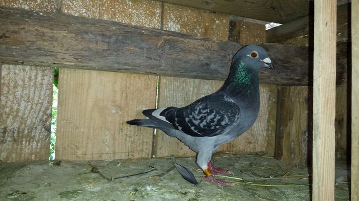 image; Mascul ro 2014 tertes .
