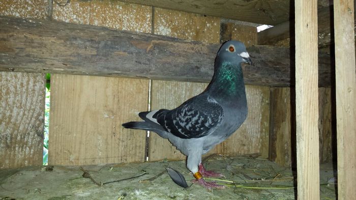 image; Mascul ro 2014 tertes.
