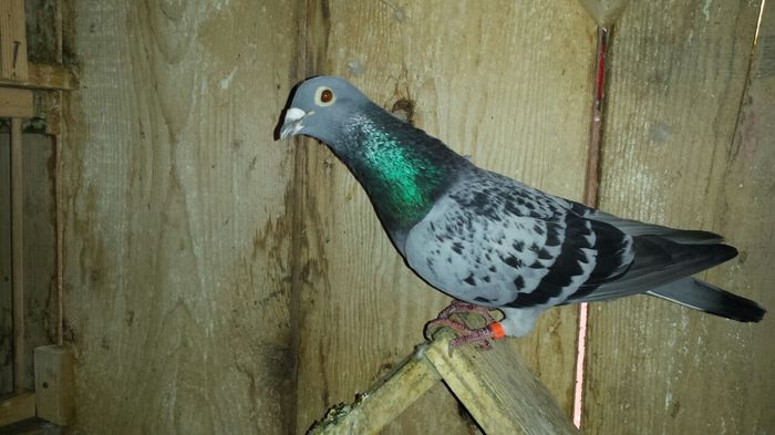 image; Mascul belg 2007. Nepot locul 1 Int. 
Barcelona
