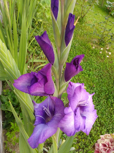 Fotografie0003 - AAAA_GLADIOLE 2015_2017_2018_2019