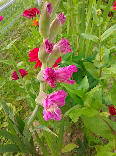 Fotografie0004 - AAAA_GLADIOLE 2015_2017_2018_2019