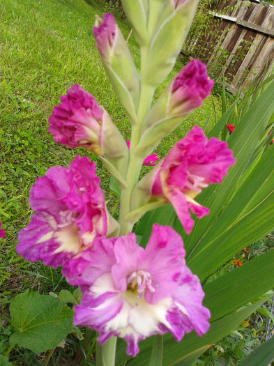 Fotografie0017 - AAAA_GLADIOLE 2015_2017_2018_2019